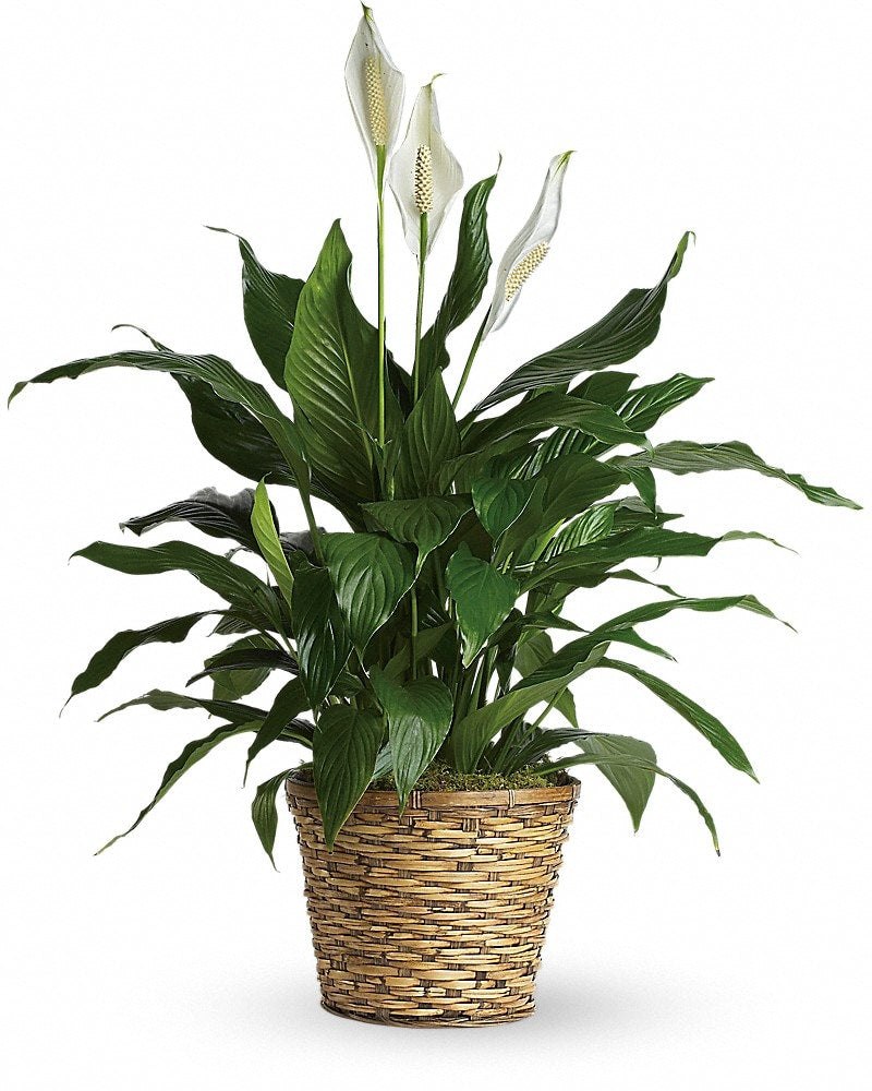 Simply Elegant Spathiphyllum (Peace Lily) - LARGE - Karen's Floral Expressions