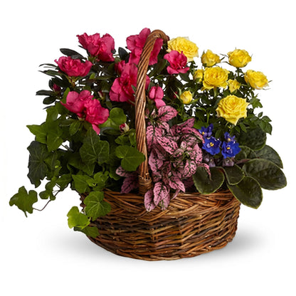 Text
Blooming Garden Basket – Pink azalea, yellow mini roses, African violet and trailing ivy in a rustic wicker basket by Karen's Floral Expression, Bolingbrook