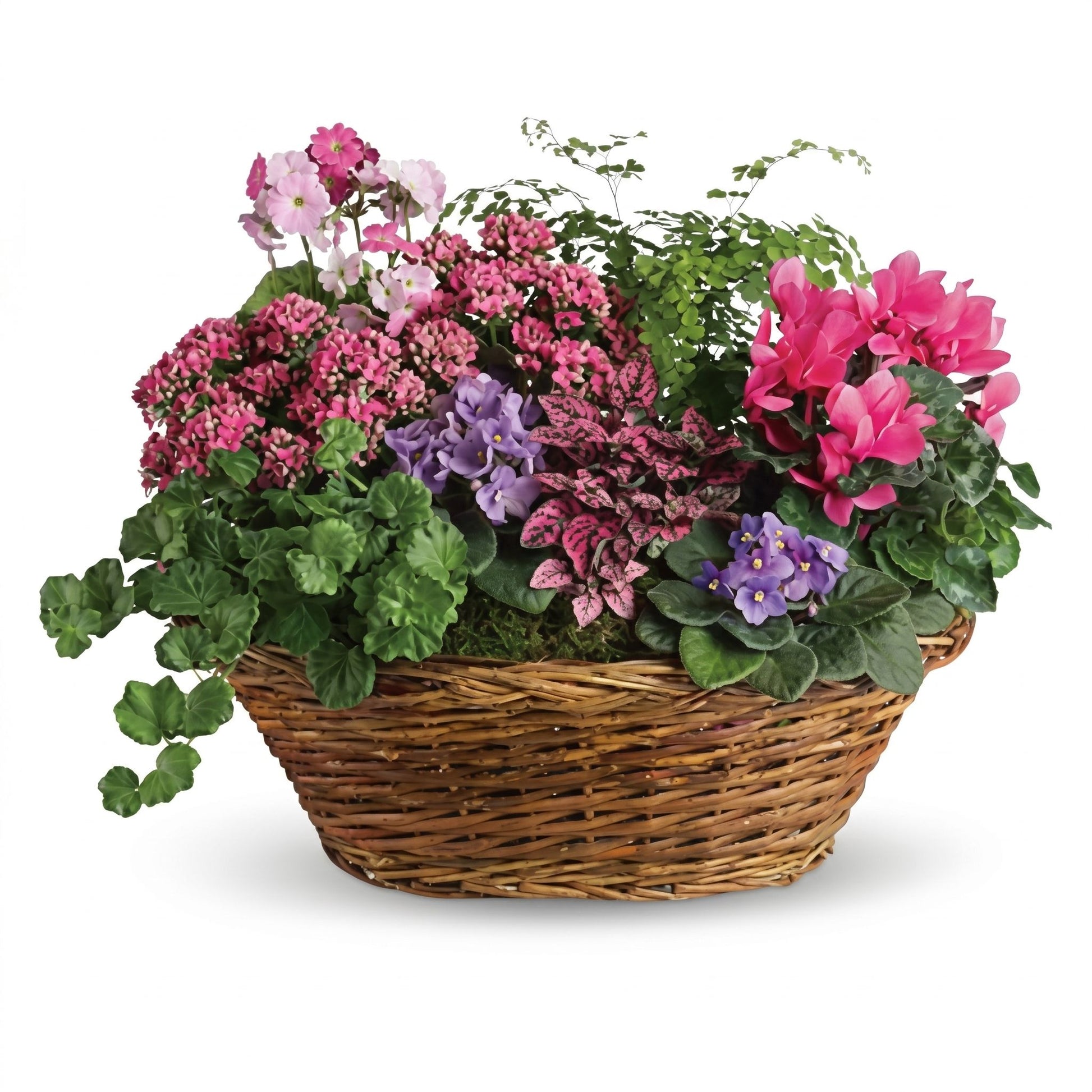 Simply Chic Mixed Plant Basket – Pink kalanchoe, cyclamen, African violet and maidenhair fern in a natural wicker basket by Karen's Floral Expression, Bolingbrook