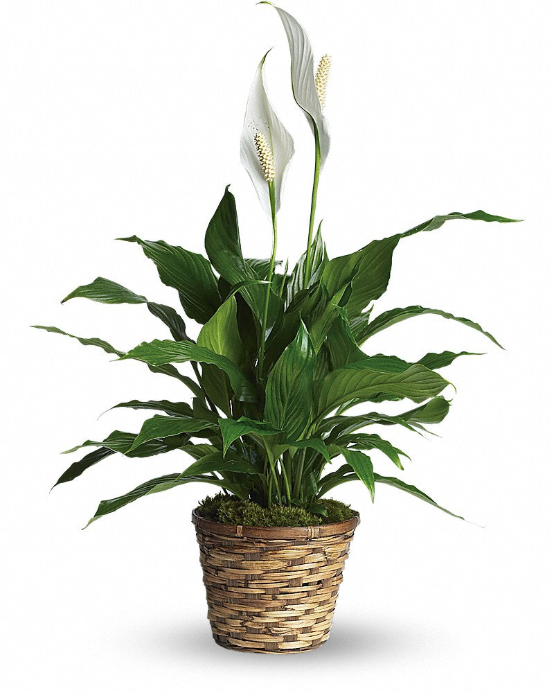 Simply Elegant Spath(Peace Lily) - STANDARD - Karen's Floral Expressions