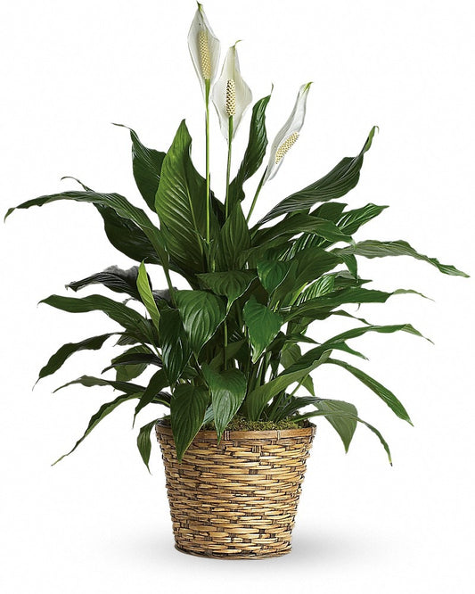 Simply Elegant Spathiphyllum (Peace Lily) - LARGE - Karen's Floral Expressions