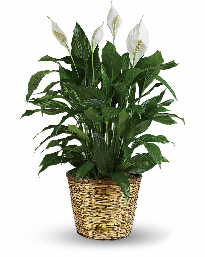 Simply Elegant Spathiphyllum (Peace Lily) - XLARGE - Karen's Floral Expressions
