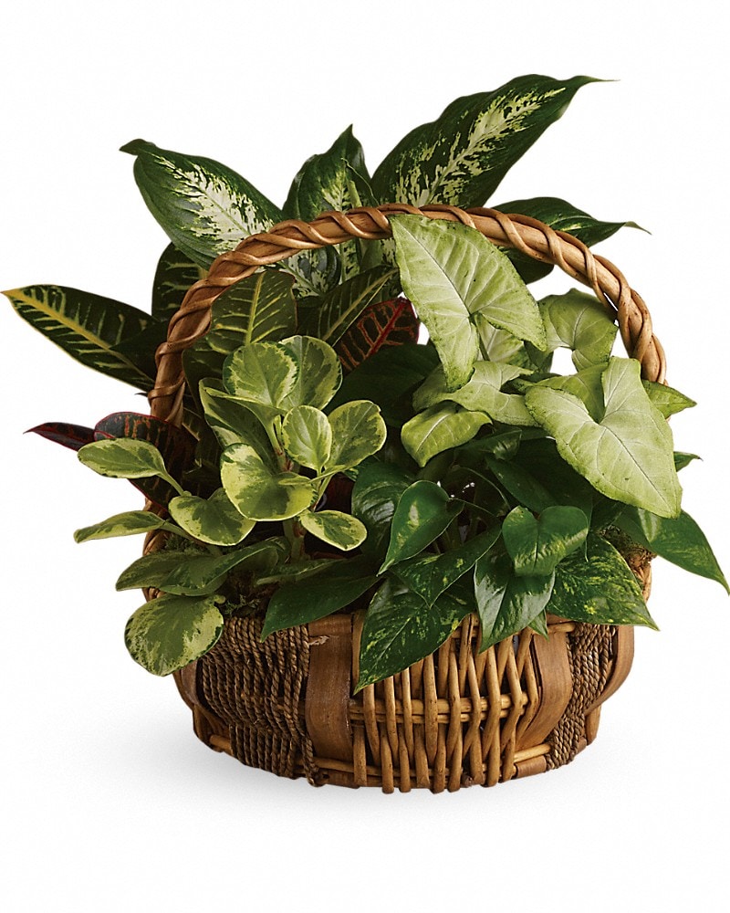 Emerald Garden Basket - Karen's Floral Expressions