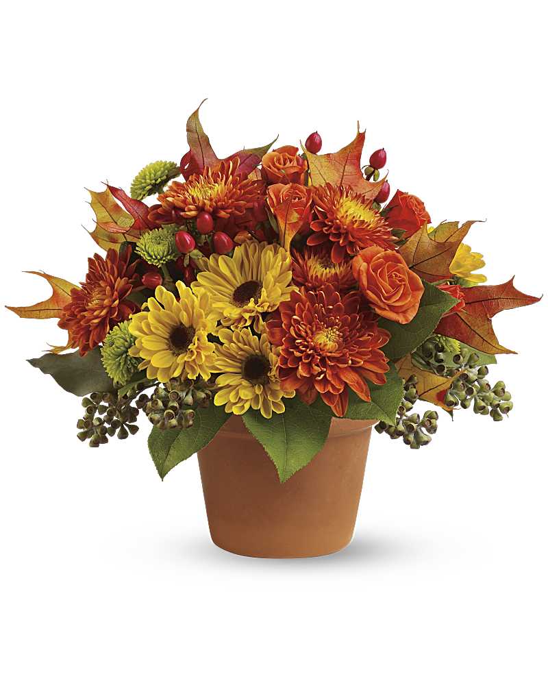 Sugar Maples - Karen's Floral Expressions