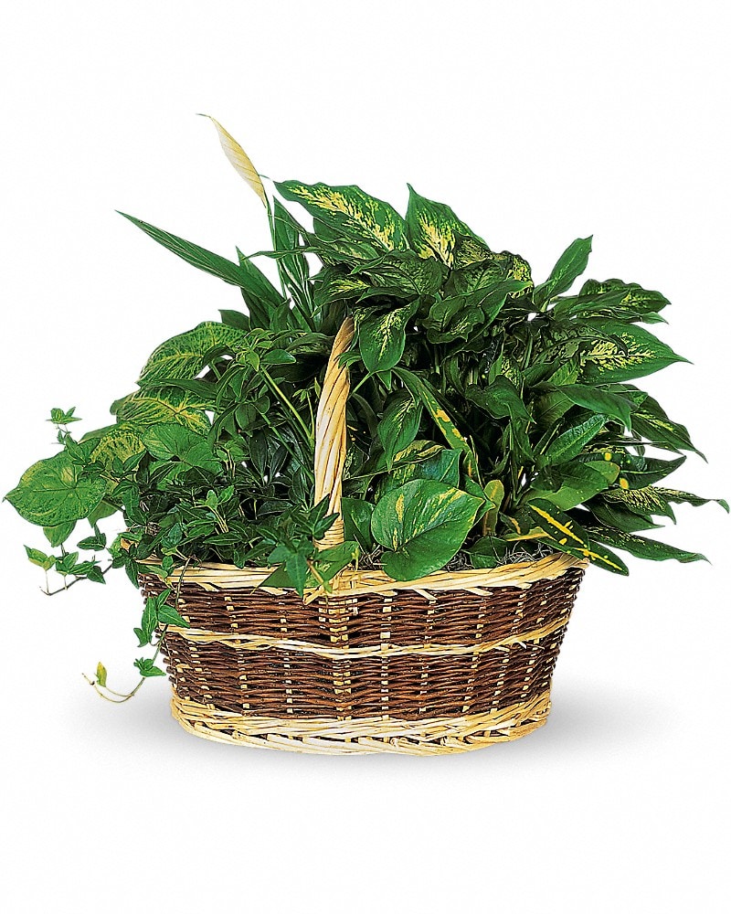 Large Basket Garden - Karen's Floral Expressions