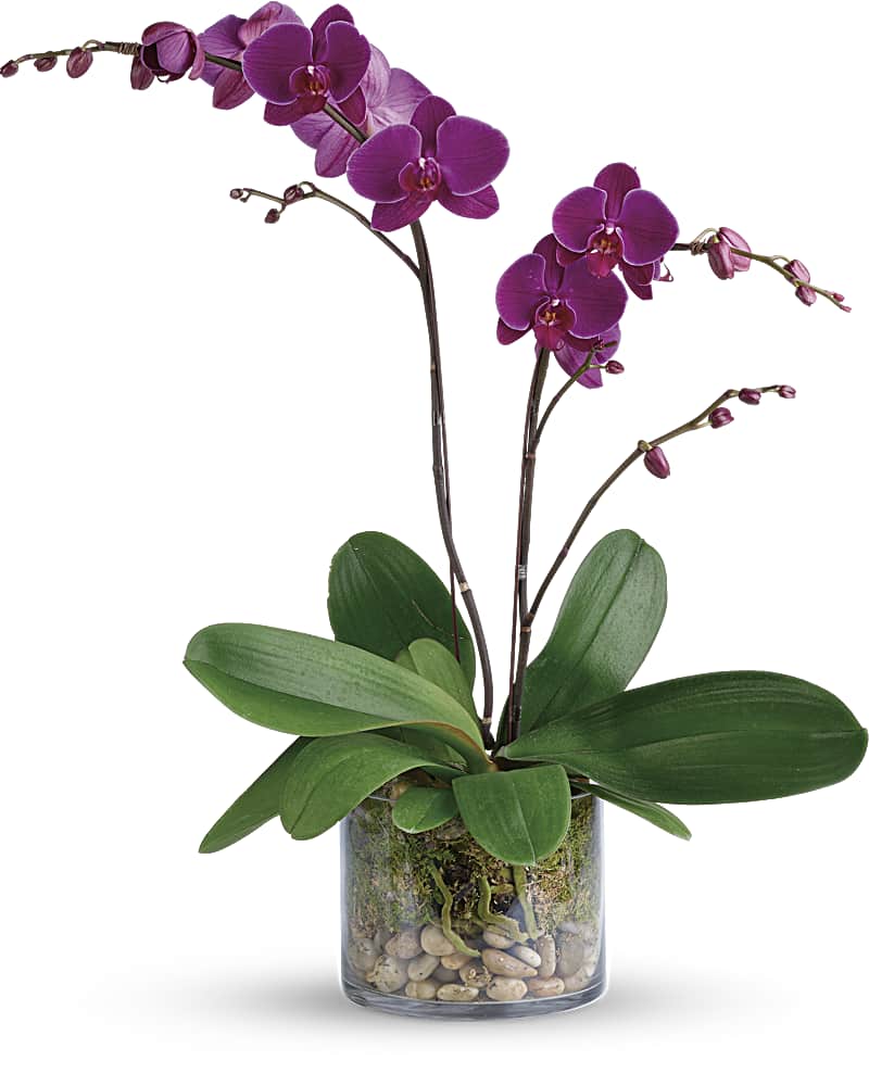 Glorious Gratitude Orchid - Karen's Floral Expressions