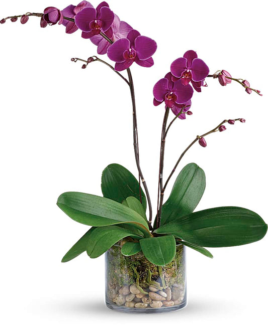 Glorious Gratitude Orchid - Karen's Floral Expressions