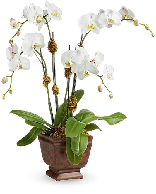 Blossoming Orchid Plant - Karen's Floral Expressions