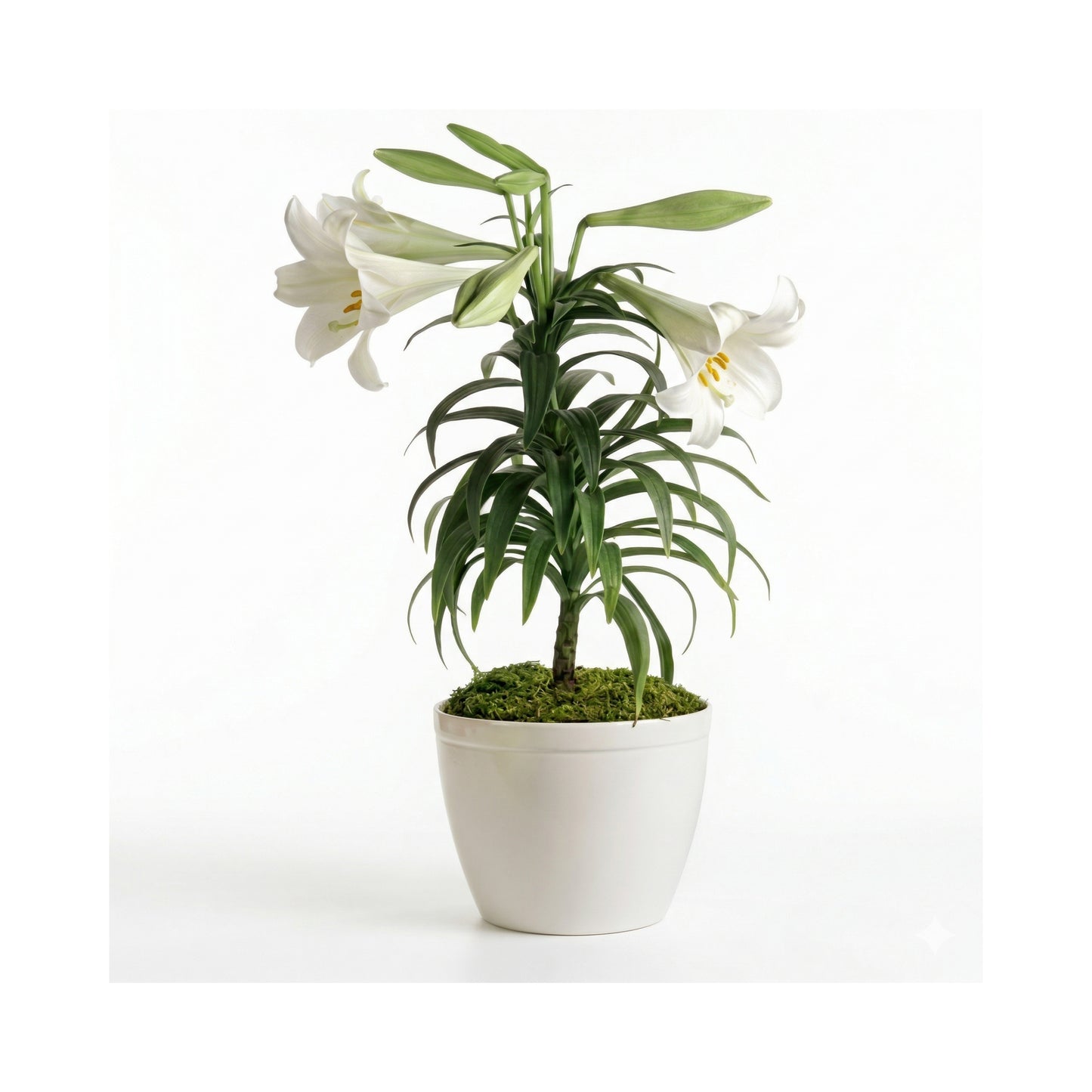 Easter Lily Plant