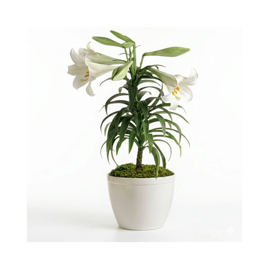 Easter Lily Plant