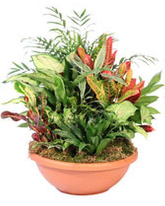Dishgarden - Karen's Floral Expressions