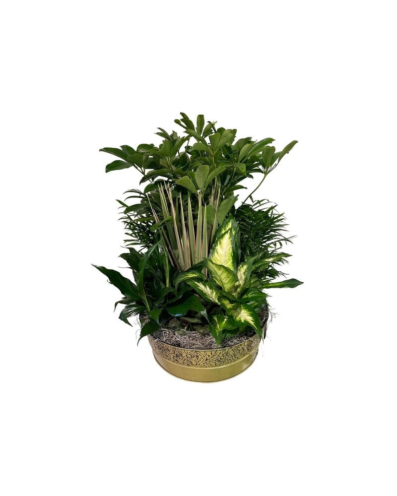 Dishgarden Heaven - Karen's Floral Expressions