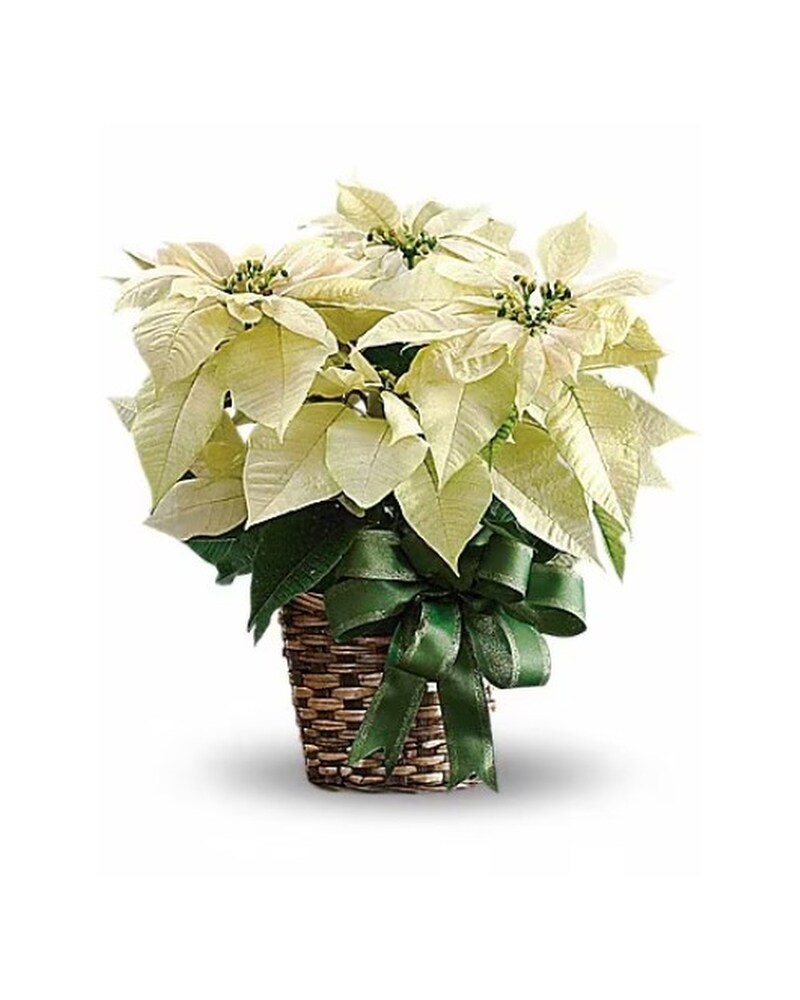 White Poinsettia - Karen's Floral Expressions