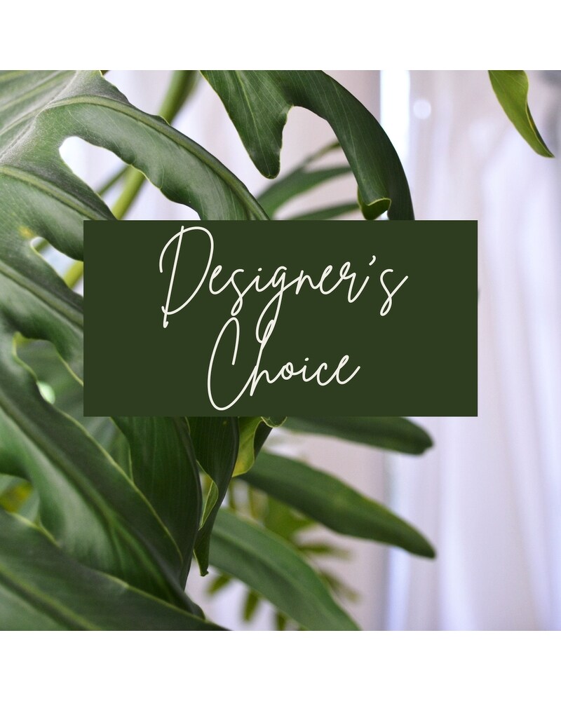 Designer Choice - Plant - Karen's Floral Expressions