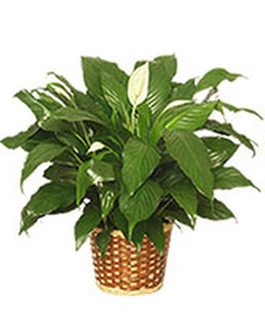 Peace Lily - Karen's Floral Expressions