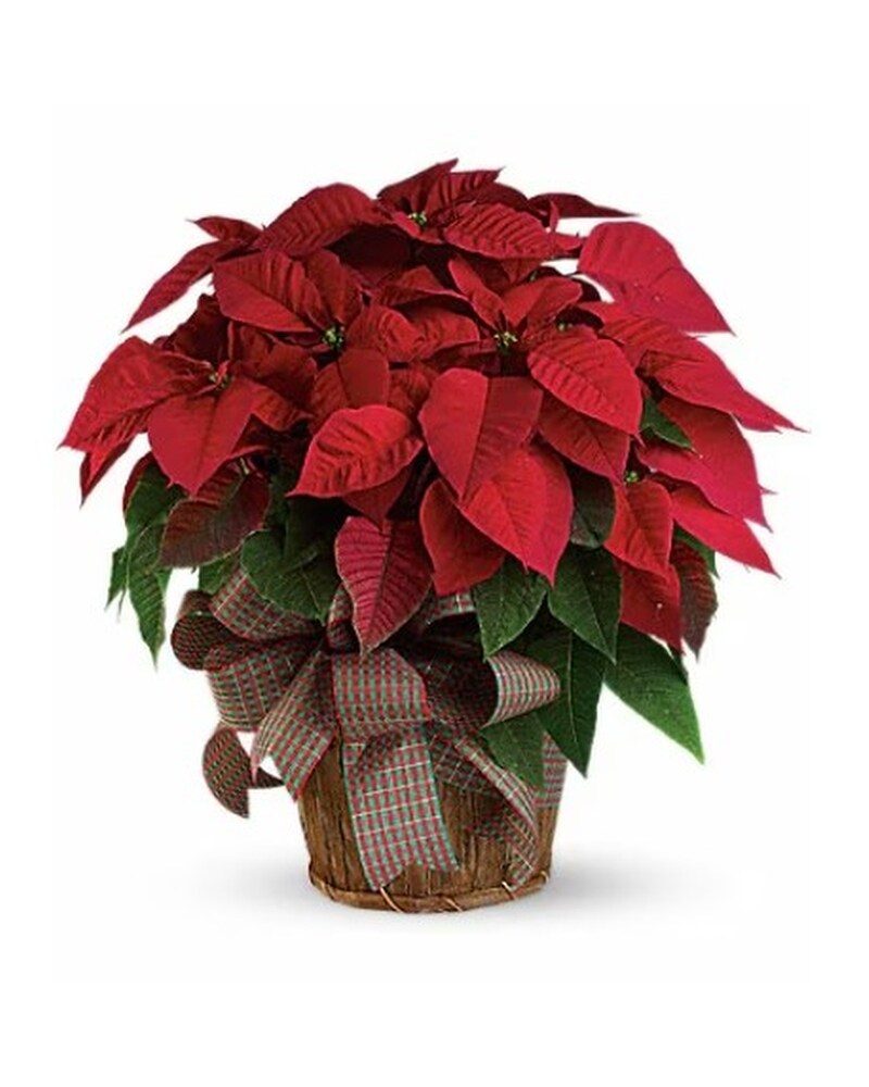 Red Poinsettia – Karen's Floral Expressions