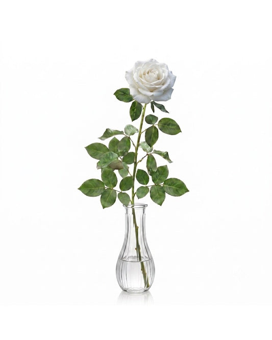 Single White Rose - Karen's Floral Expressions