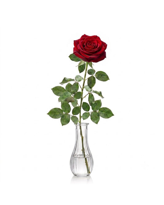 Single Red Rose - Karen's Floral Expressions